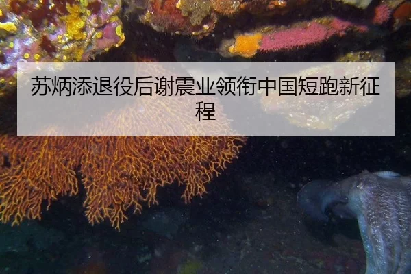 苏炳添退役后谢震业领衔中国短跑新征程